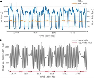 Empirical Evidence for Energy Efficiency Using Intermittent Gliding Flight in Northern Bald Ibises